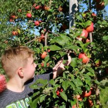 Fall is Here! Where to Go Apple Picking in New Jersey