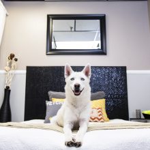 Bring Your Dog To The Shore: New Jersey Pet-Friendly Hotels and Inns