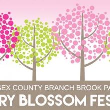 2020 Essex County Cherry Blossom Festival Canceled due to COVID-19