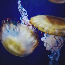 Camden’s Adventure Aquarium Announces Temporary Closure