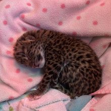 Turtle Back Zoo Announces Birth Of Baby Amur Leopard
